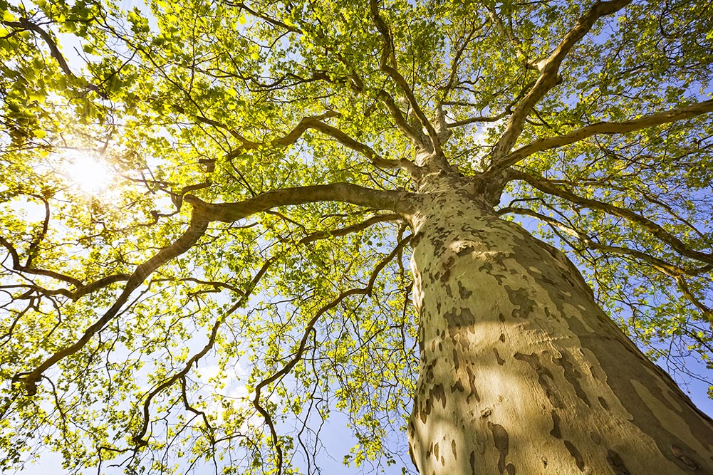 tree sunlight